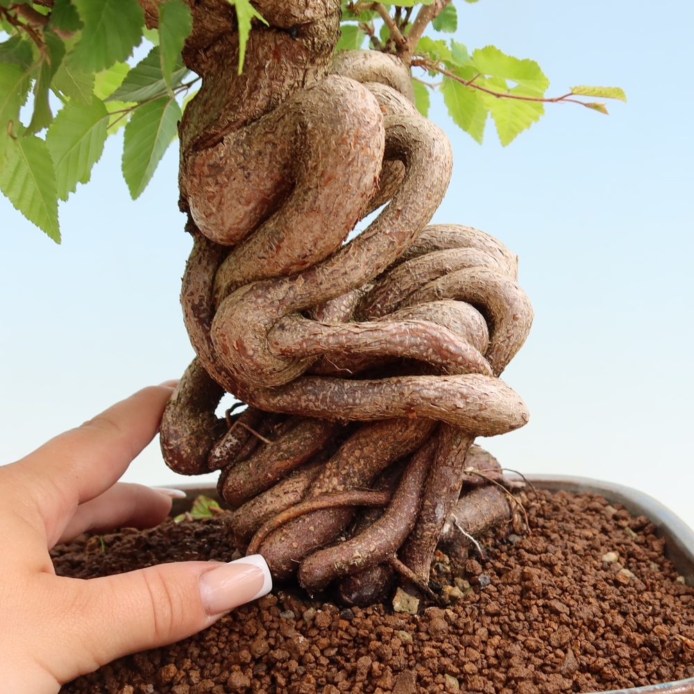 Bonsai für draußen - Karpinus Coreana - Koreanische Hainbuche