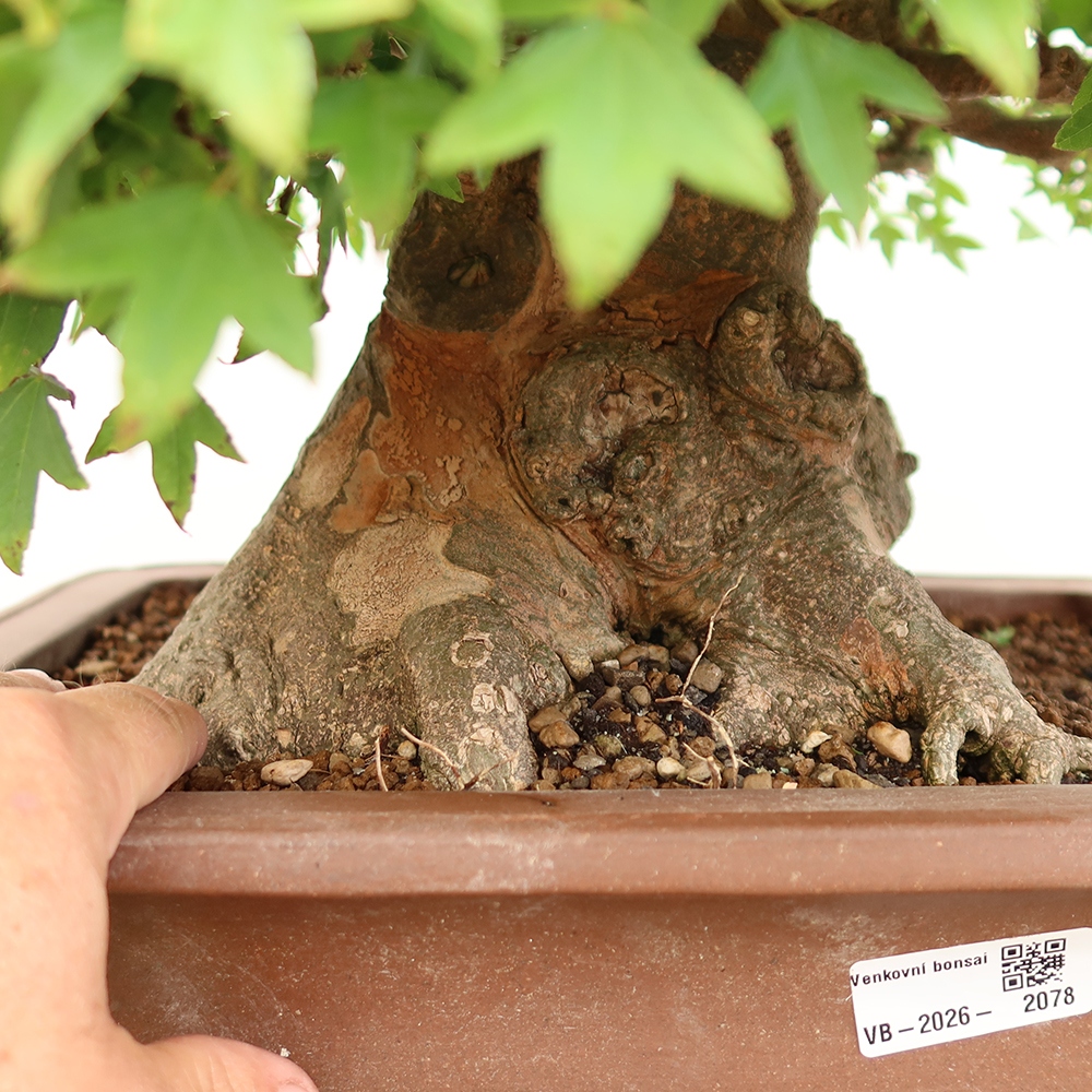 Bonsai für draußen - Ahorn Burger - Acer Burgerianum