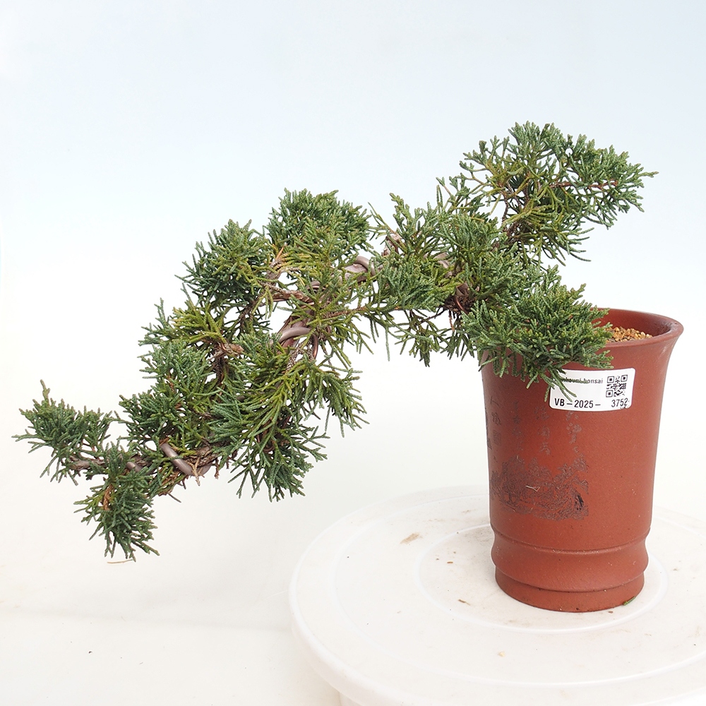 Bonsai für draußen - Juniperus chinensis Kishu