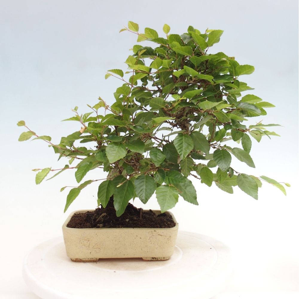 Bonsai für draußen -Carpinus CARPINOIDES - Koreanische Hainbuche