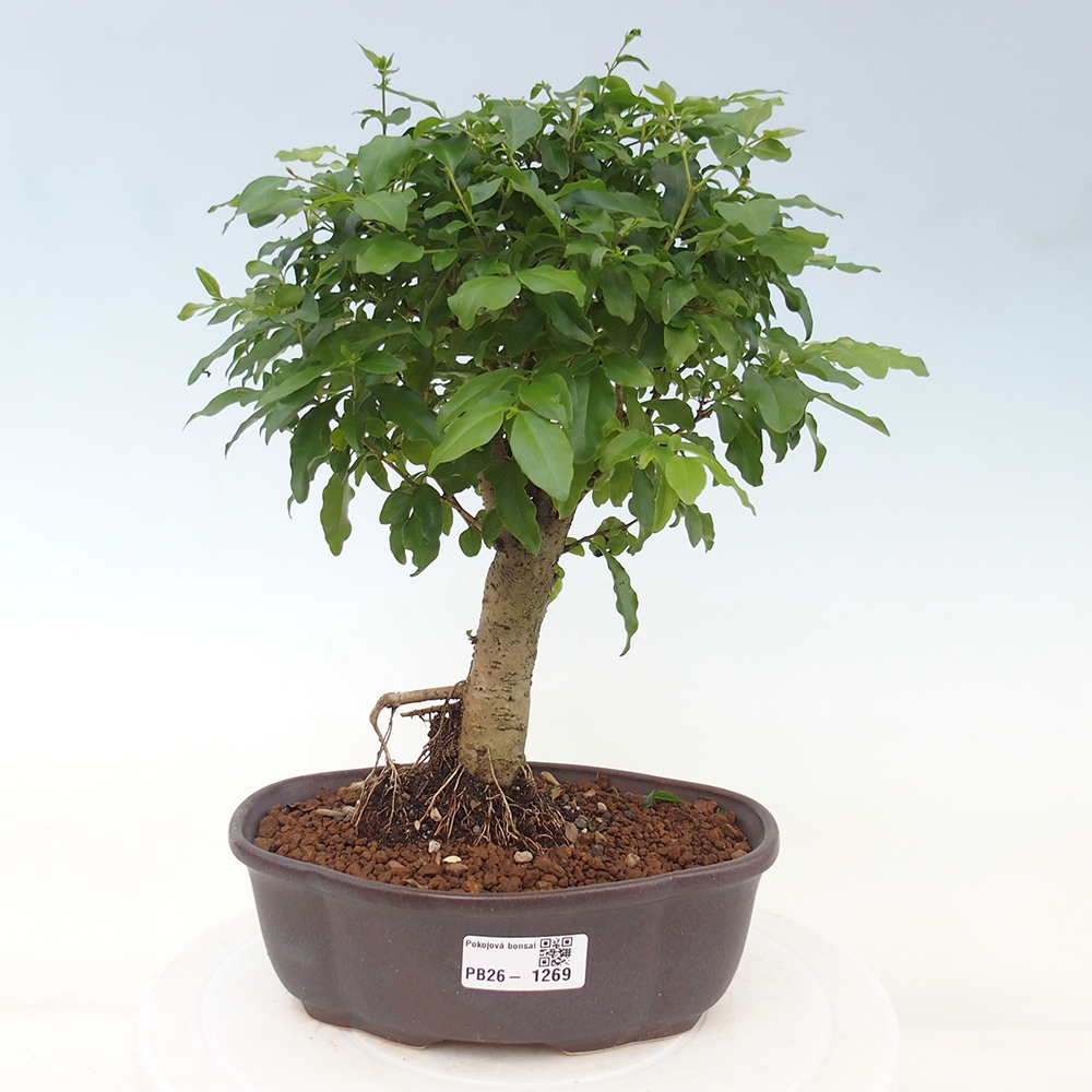 Zimmer Bonsai -Ligustrum chinensis - Vogelschnabel