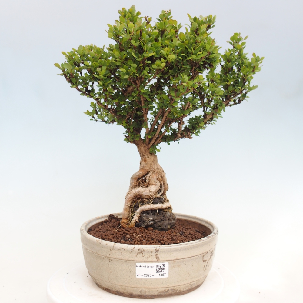 Bonsai für draußen - Berberis coreana