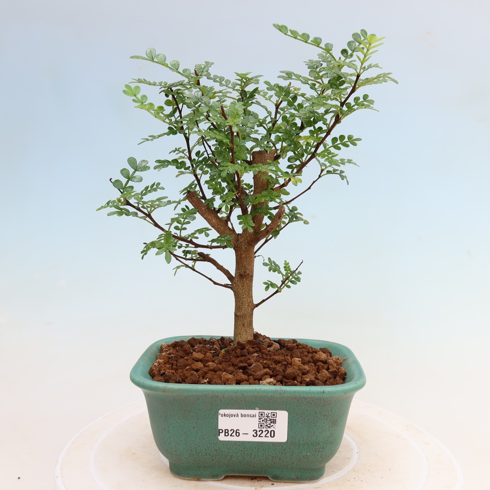 Zimmer Bonsai - Zantoxylum piperitum - Pfefferbaum