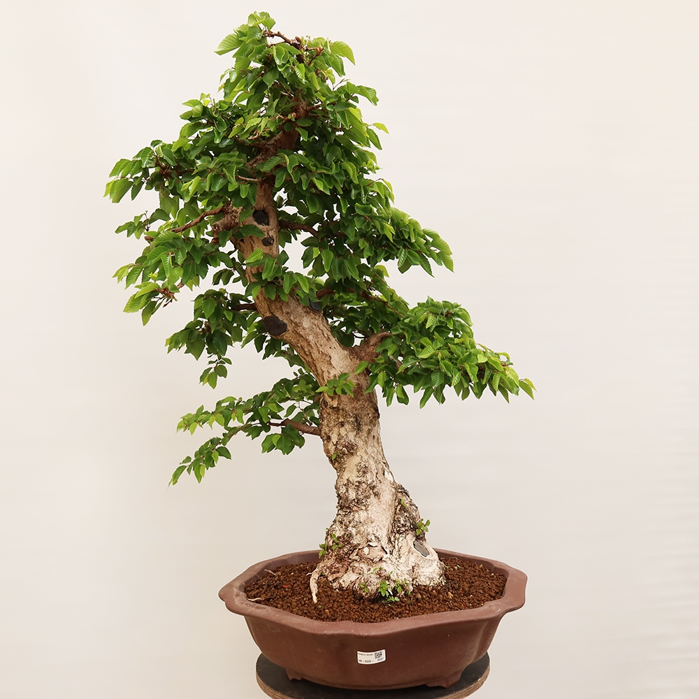 Bonsai für draußen - Karpinus Coreana - Koreanische Hainbuche