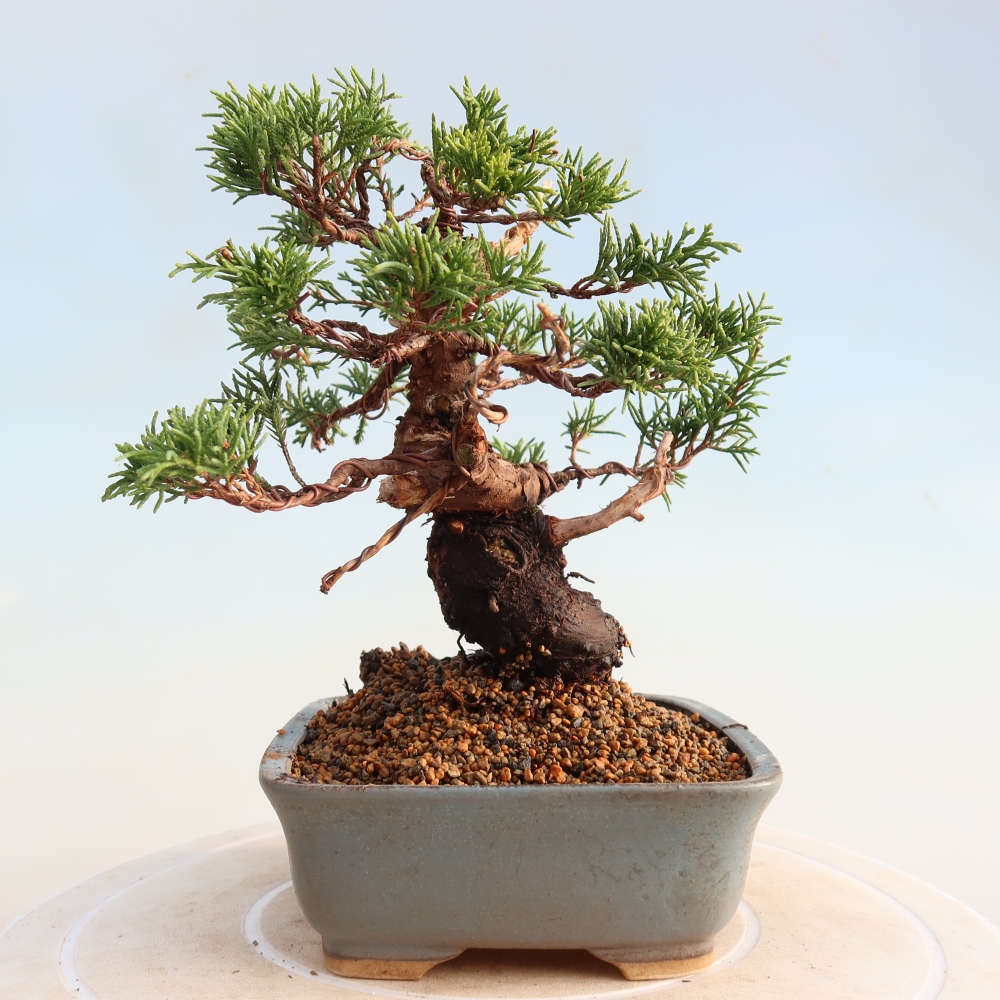 Bonsai für draußen - Juniperus chinensis Itoigawa