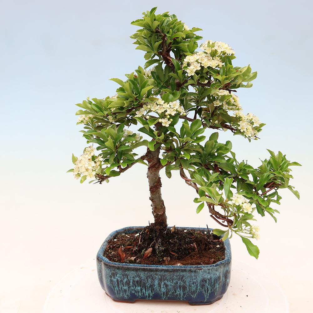 Bonsai für den Außenbereich – Pyracantha teton – Feuerdorn