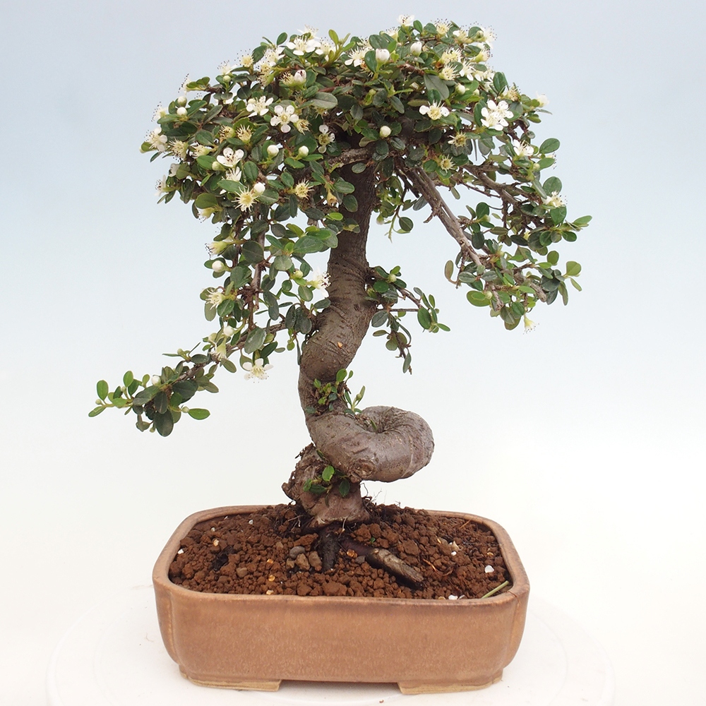 Freiland-Bonsai-Cotoneaster dammeri - Damer's Rock