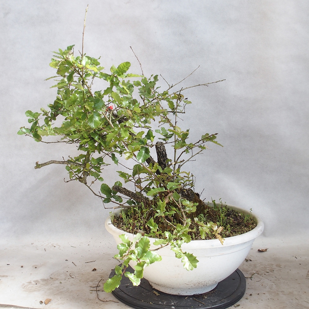 Außenbonsai Quercus Cerris - Eiche Cer