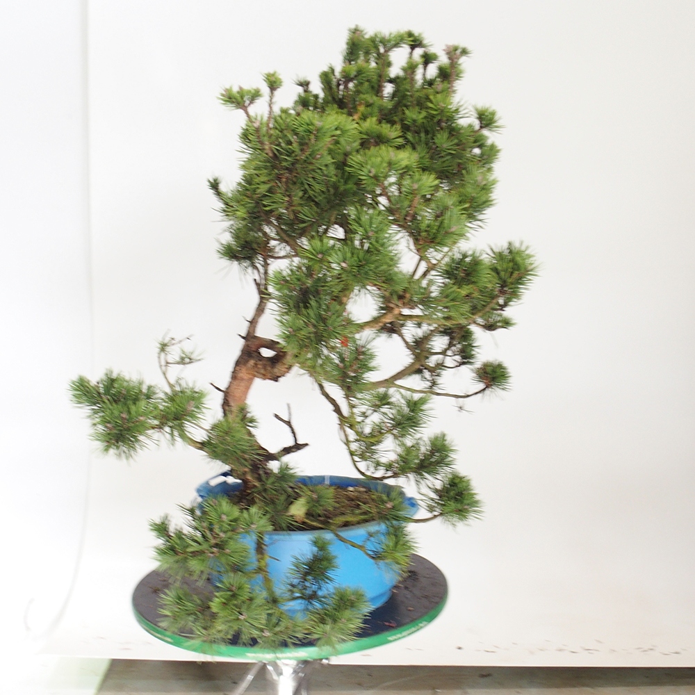 Yamadori - Pinus sylvestris Spanien