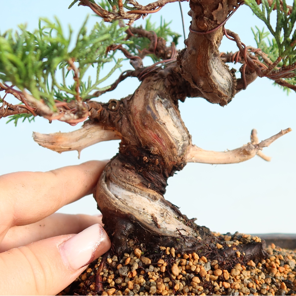 Bonsai für draußen - Juniperus chinensis Itoigawa