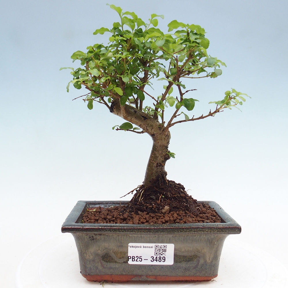 Zimmer Bonsai -Ligustrum chinensis - Vogelschnabel