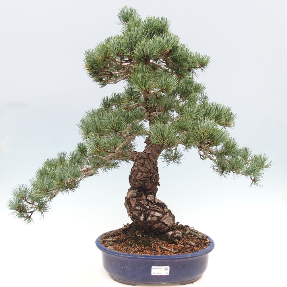 Bonsai für draußen - Pinus parviflora - Pinus parviflora