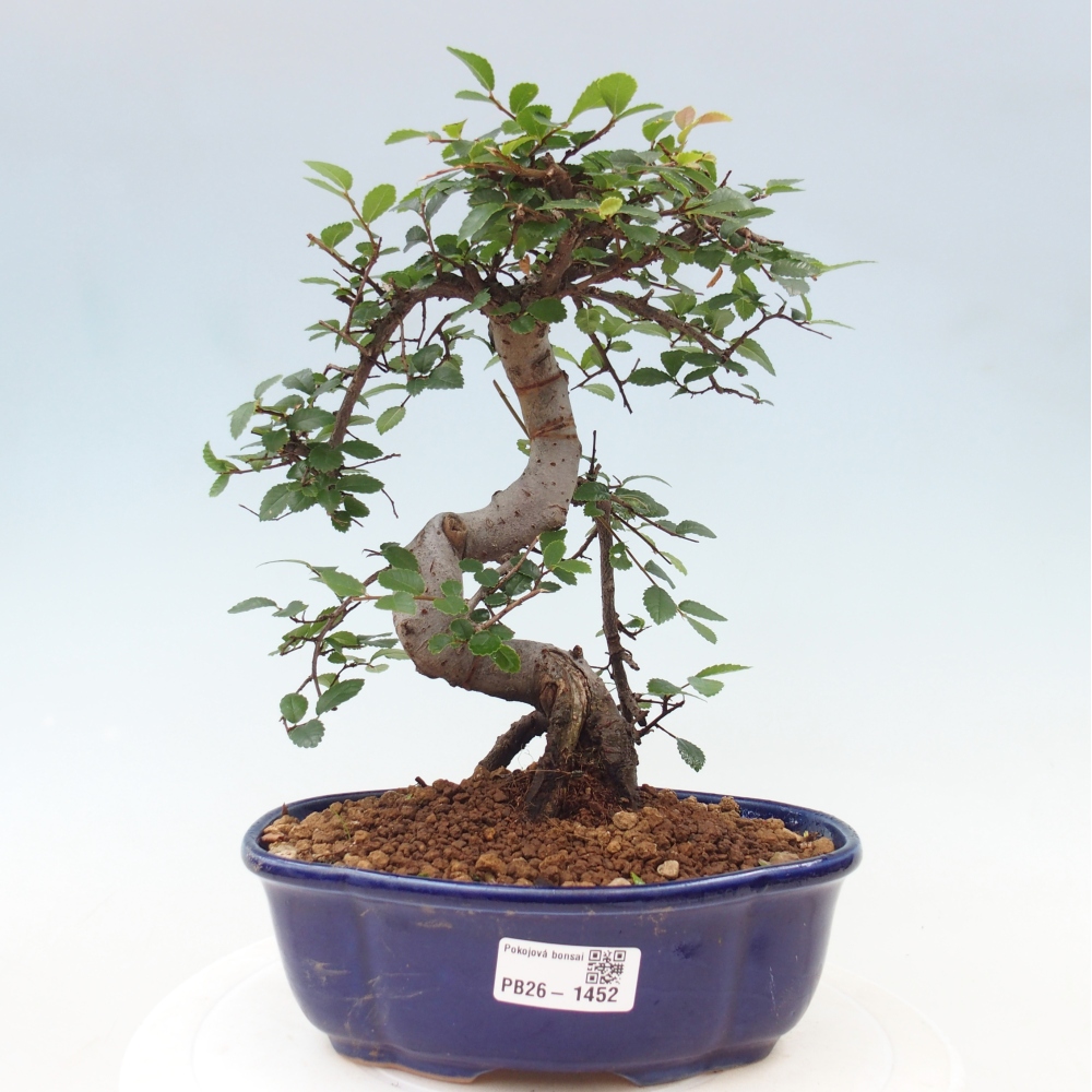 Zimmerbonsai - Ulmus parvifolia - Kleinblättrige Ulme