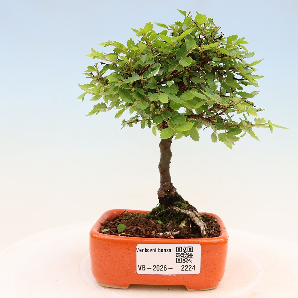 Bonsai für draußen - Ulmus parvifolia Sagei - Kleinblättrige Ulme