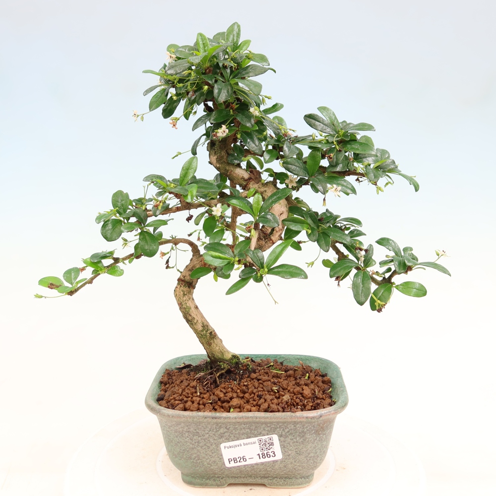 Zimmer-Bonsai - Carmona macrophylla - Tee-Fuki