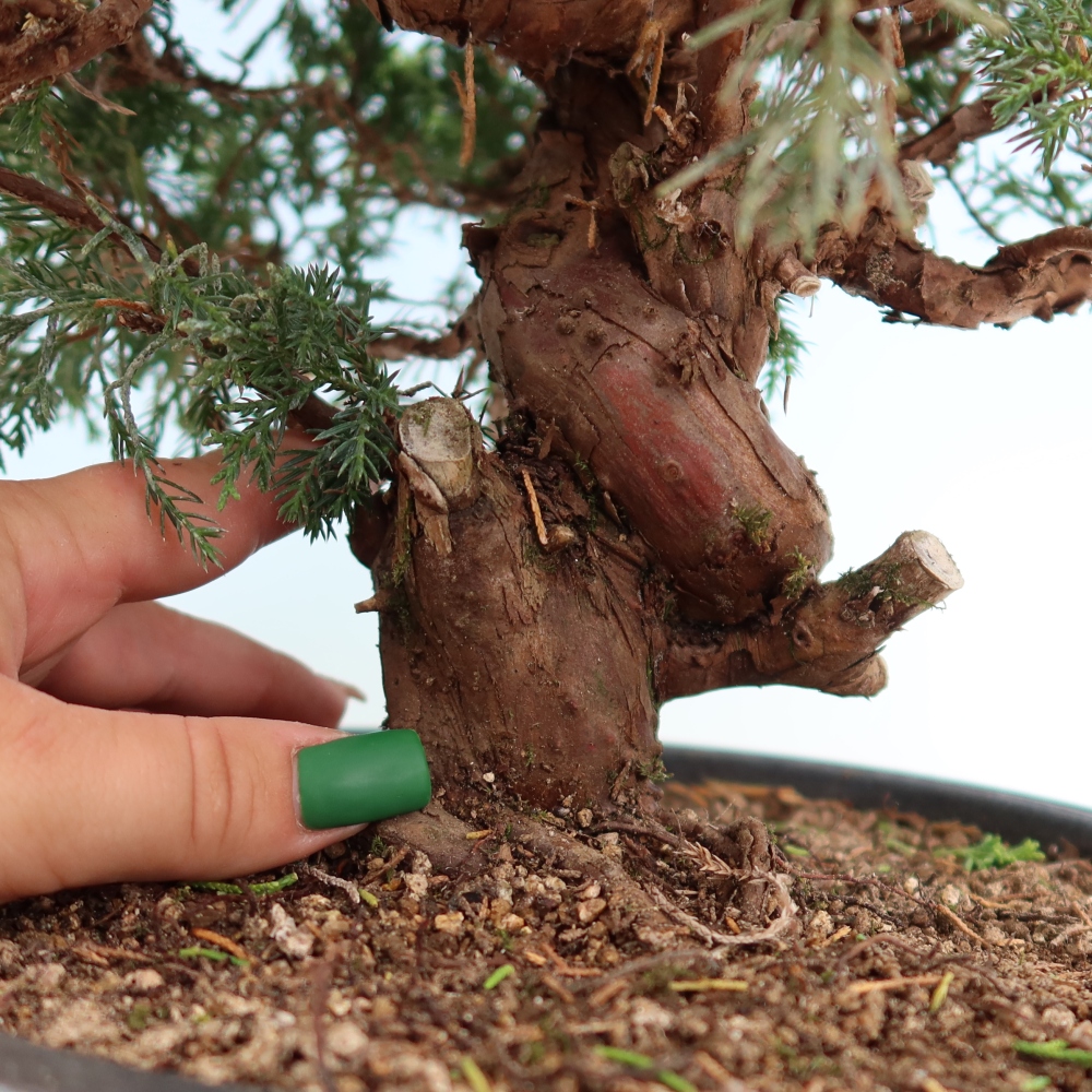 Bonsai für draußen - Juniperus chinensis Itoigawa-Juniperus chinensis