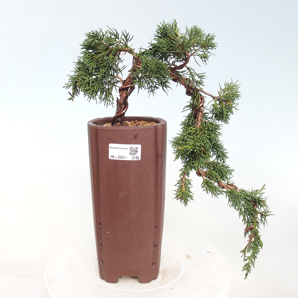 Bonsai für draußen - Juniperus chinensis Kishu
