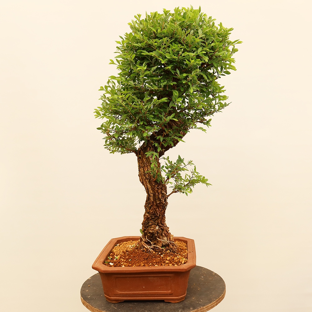 Bonsai für draußen - Zelkova - Zelkova NIRE