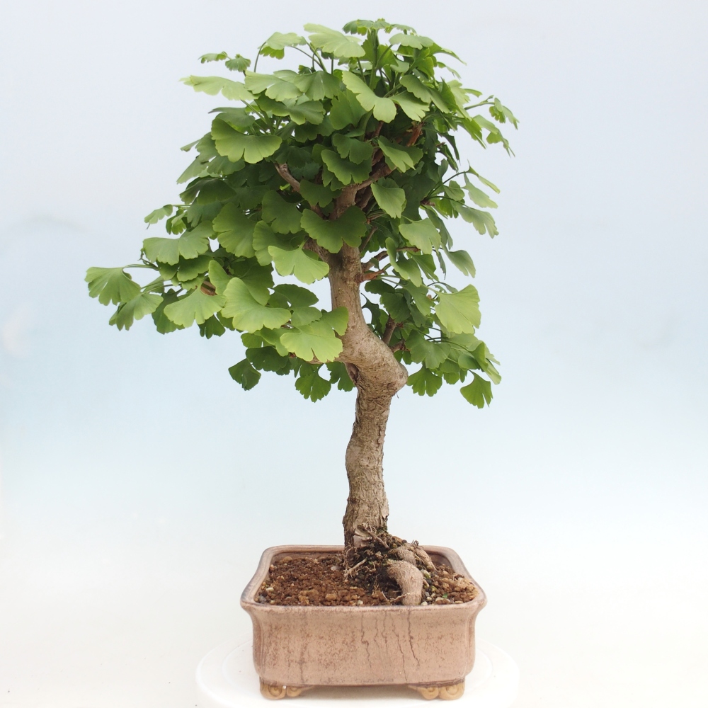 Bonsai für draußen - Ginkgo biloba - Ginkgo biloba