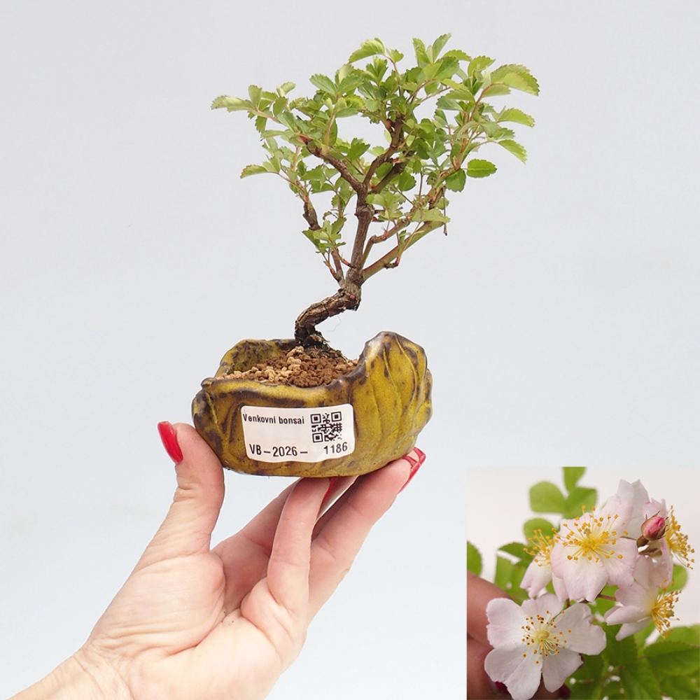 Bonsai für draußen - Rosa sp. - kleinblütige Rose