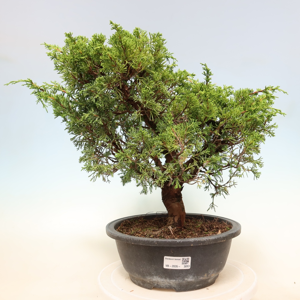 Bonsai für draußen - Juniperus chinensis Itoigawa-Juniperus chinensis