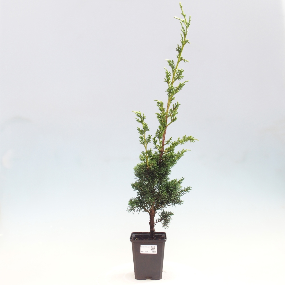 Bonsai für draußen - Juniperus chinensis Kishu