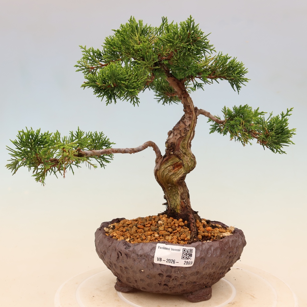 Bonsai für draußen - Juniperus chinensis Itoigawa