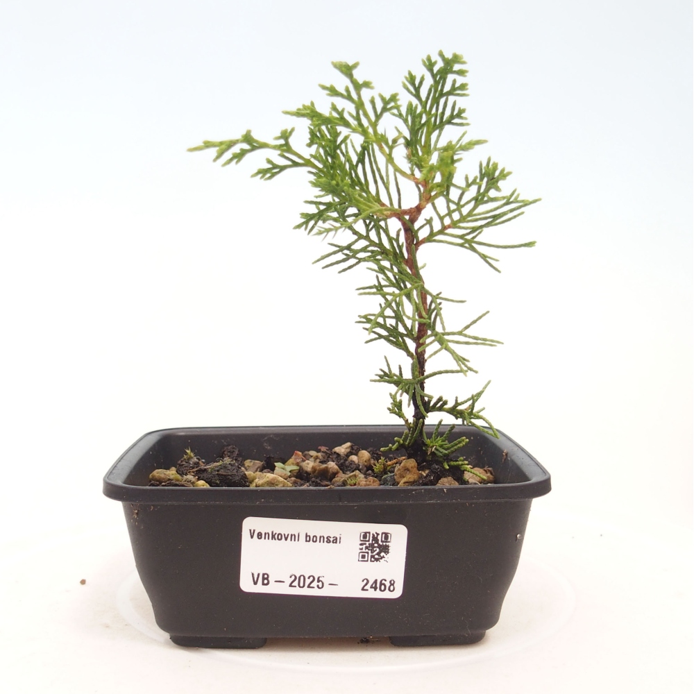 Bonsai für draußen - Juniperus chinensis Itoigawa