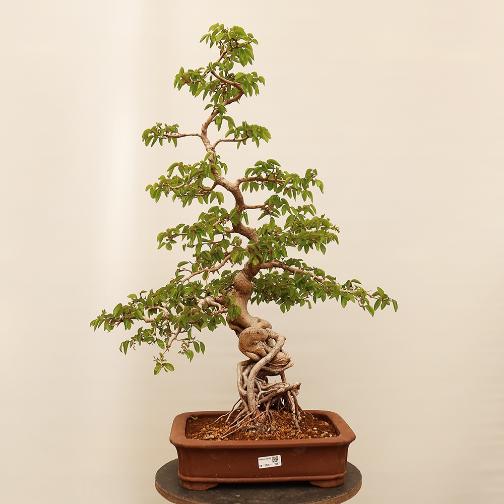 Bonsai für draußen - Karpinus Coreana - Koreanische Hainbuche
