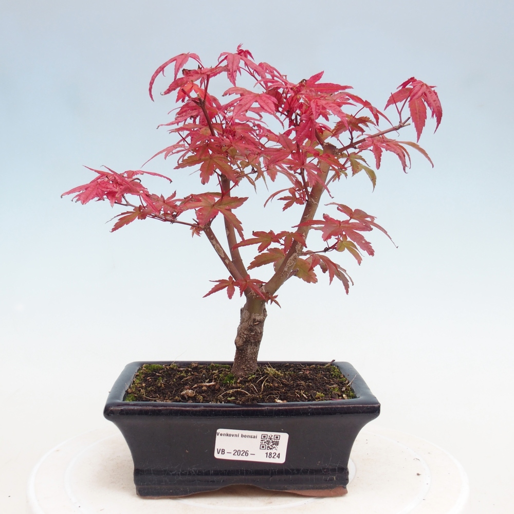 Bonsai für draußen - Acer palmatum DESHOJO
