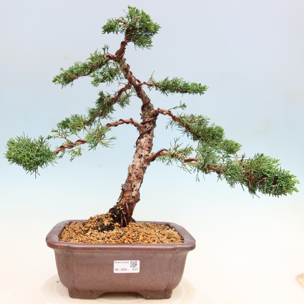 Bonsai für draußen - Juniperus chinensis Kishu