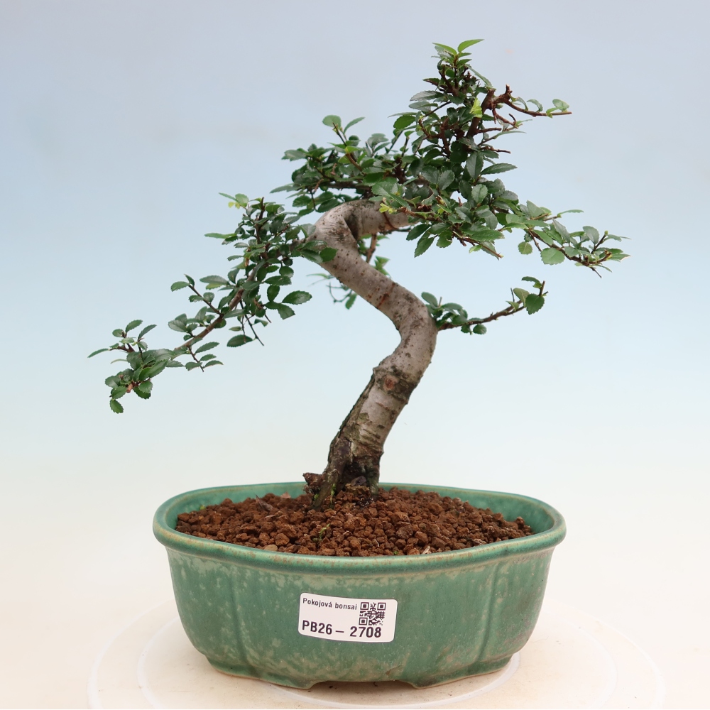 Zimmerbonsai - Ulmus parvifolia - Kleinblättrige Ulme