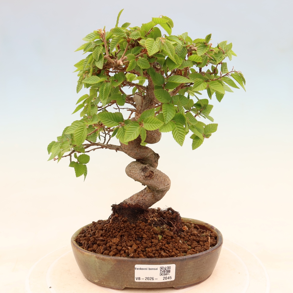 Bonsai für draußen - Karpinus Coreana - Koreanische Hainbuche