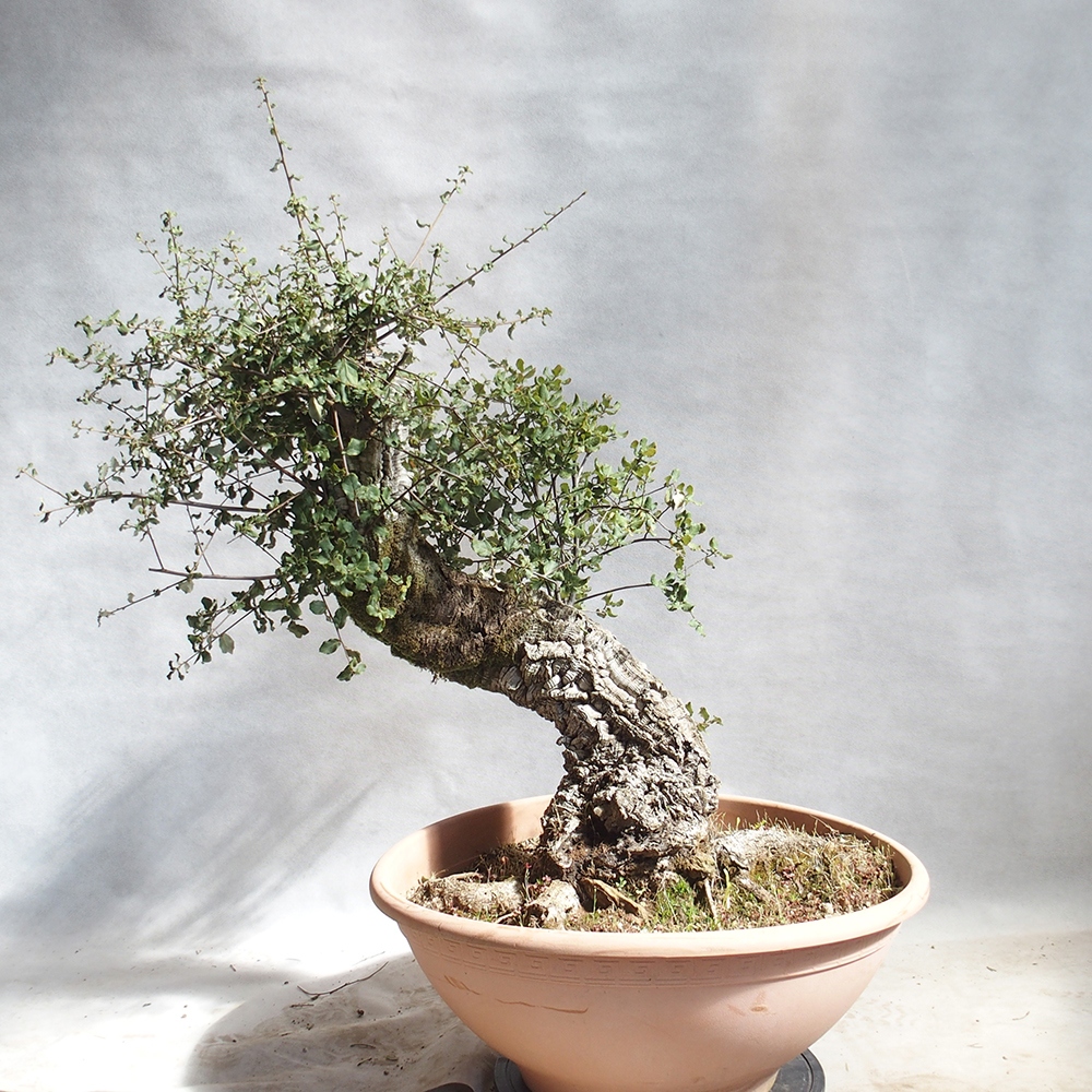 Freiland Bonsai Quercus suber - Korkeiche