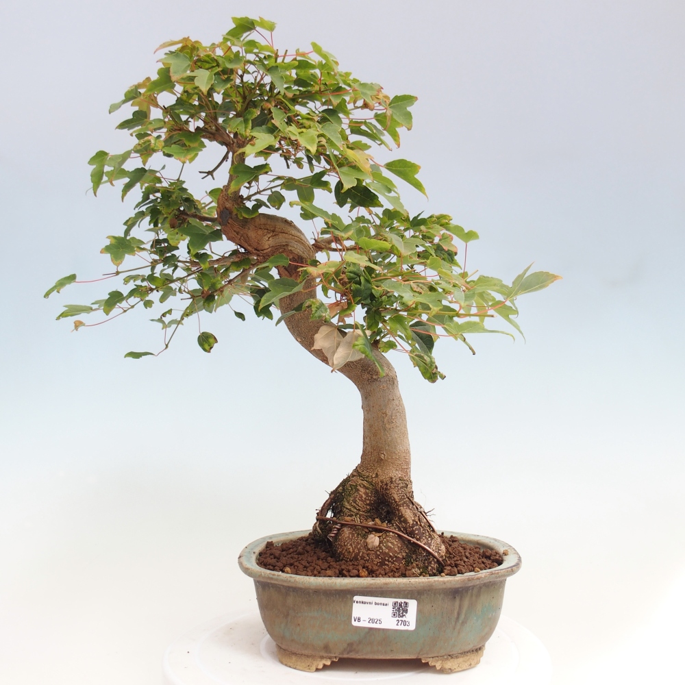 Bonsai für draußen - Acer Buergerianum - Bergahorn
