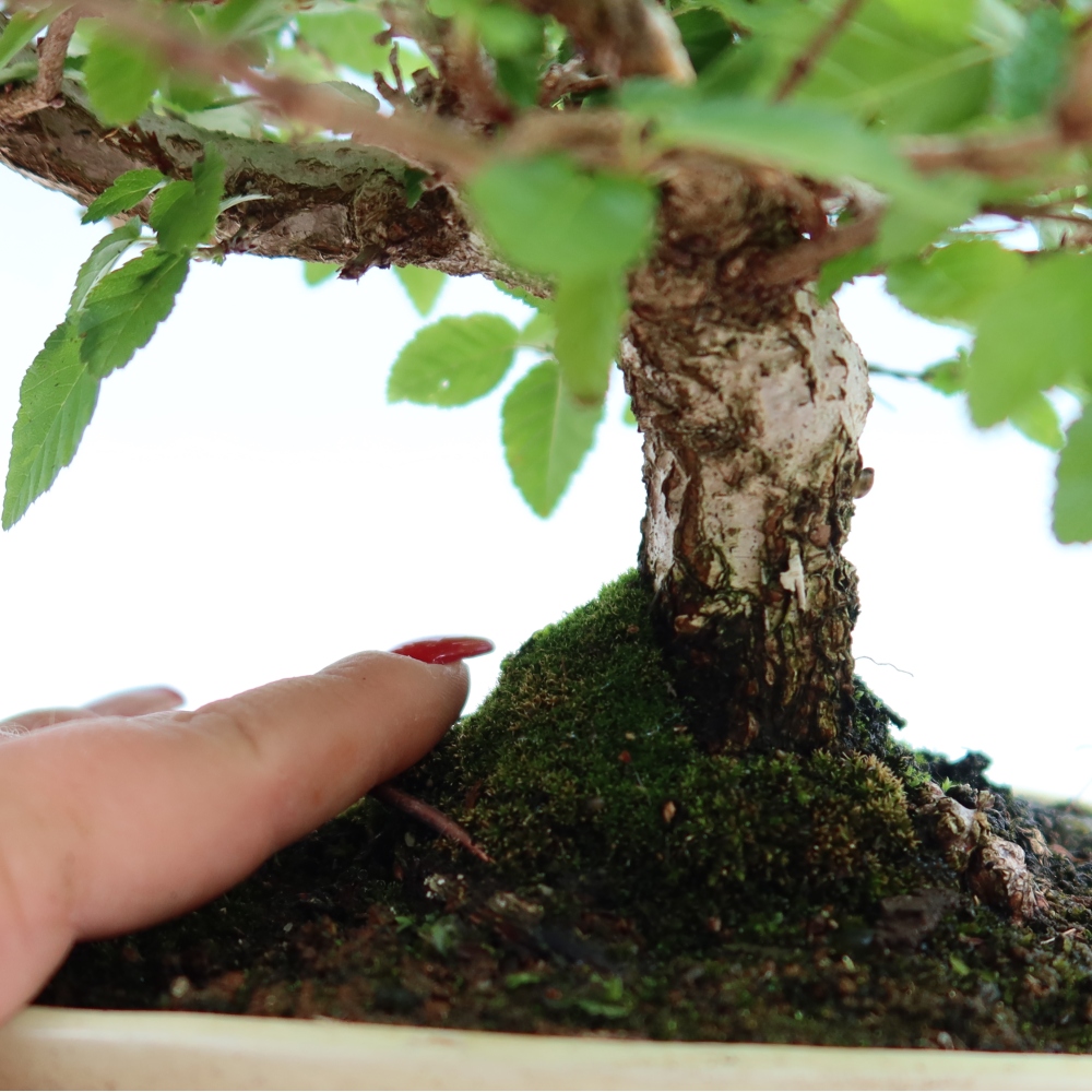 Bonsai für draußen - Karpinus Coreana - Koreanische Hainbuche