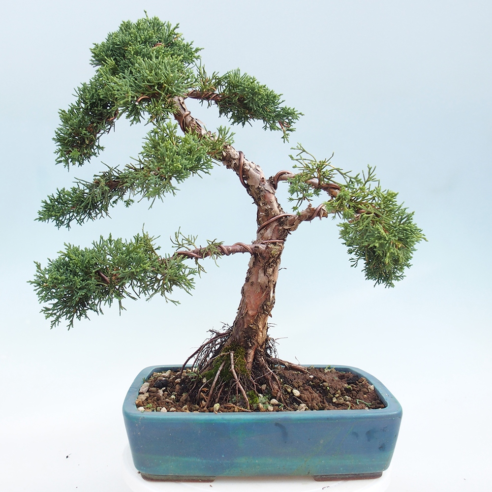 Bonsai für draußen - Juniperus chinensis Kishu