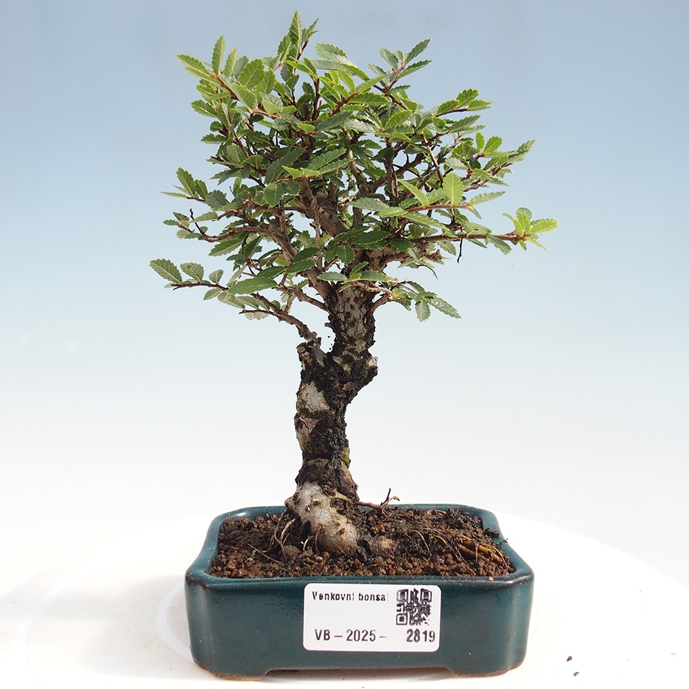 Bonsai für draußen - Zelkova - Zelkova NIRE