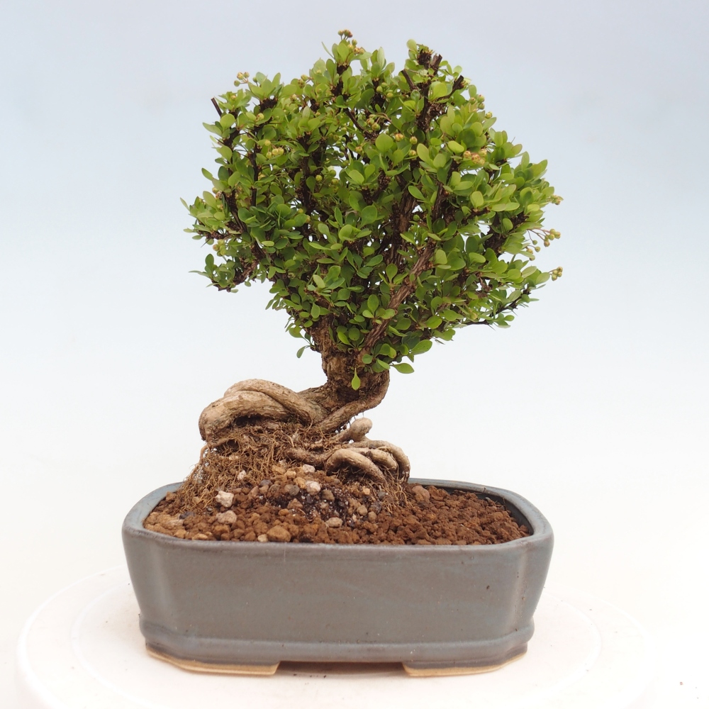 Bonsai für draußen - Berberis coreana