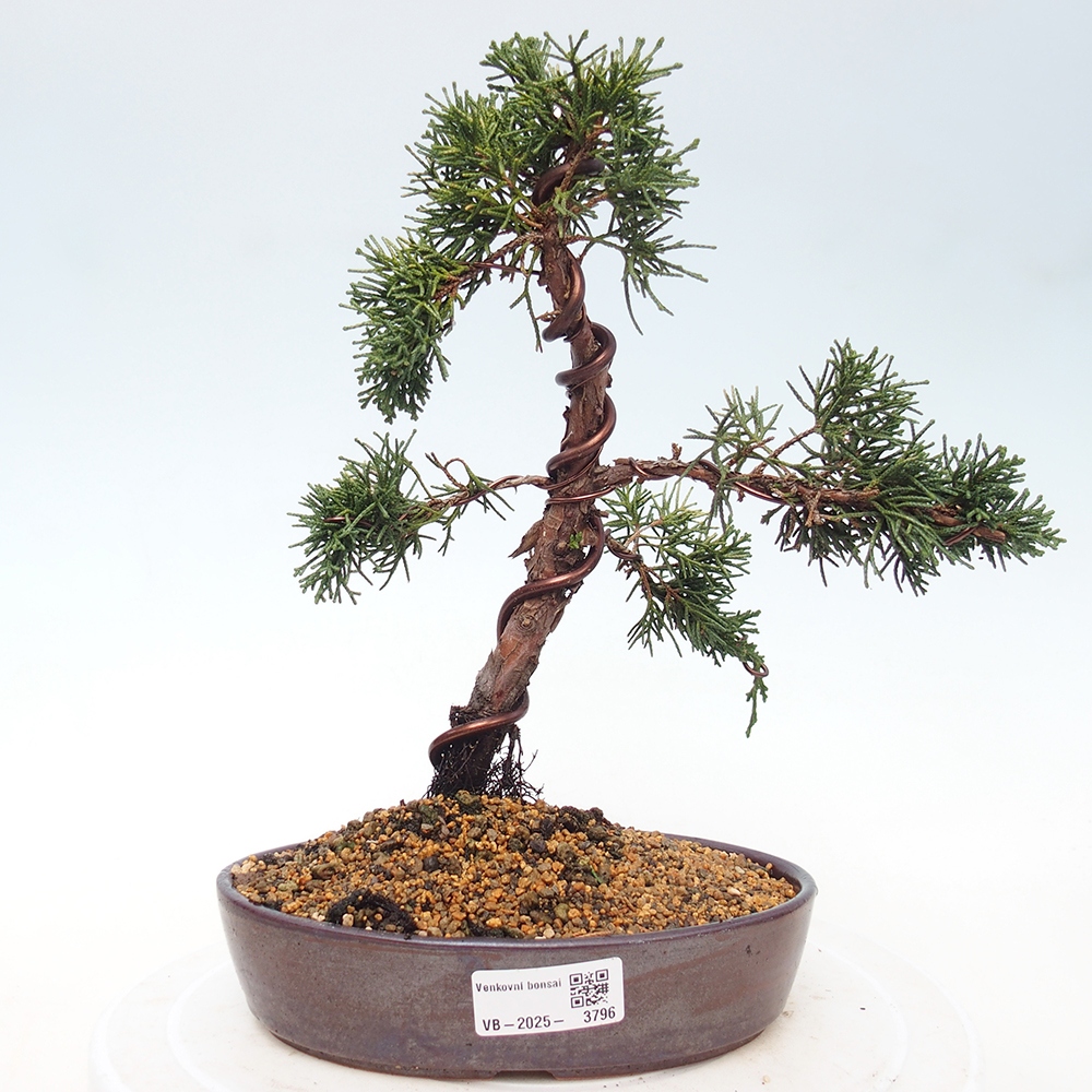 Bonsai für draußen - Juniperus chinensis Kishu