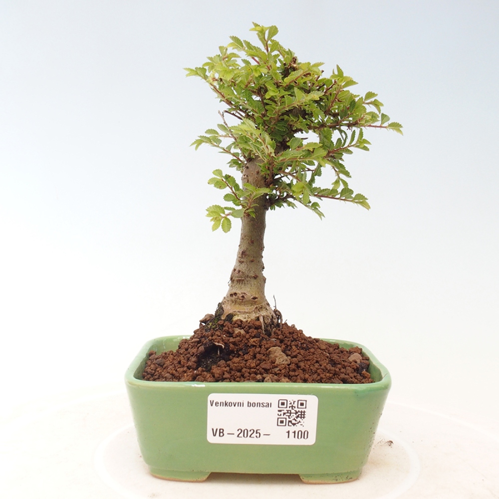 Bonsai für draußen - Ulmus parvifolia Sagei - Kleinblättrige Ulme
