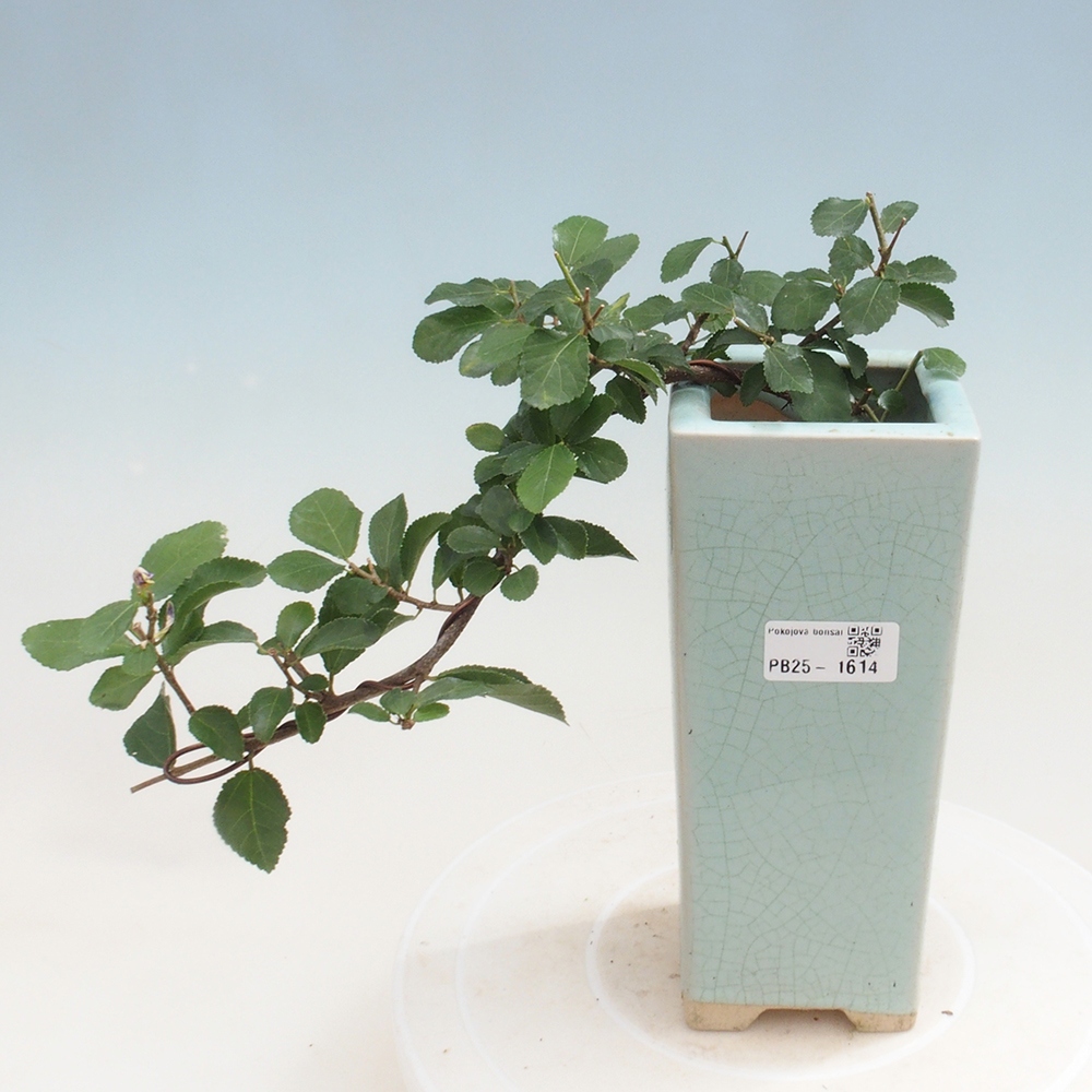 Zimmerbonsai - Grewia occidentalis - Lavendel Seestern