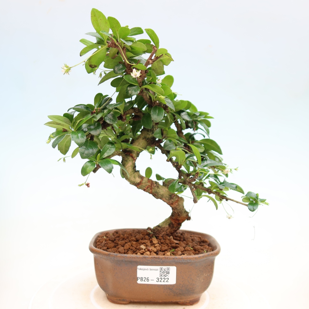 Zimmer-Bonsai - Carmona macrophylla - Tee-Fuki