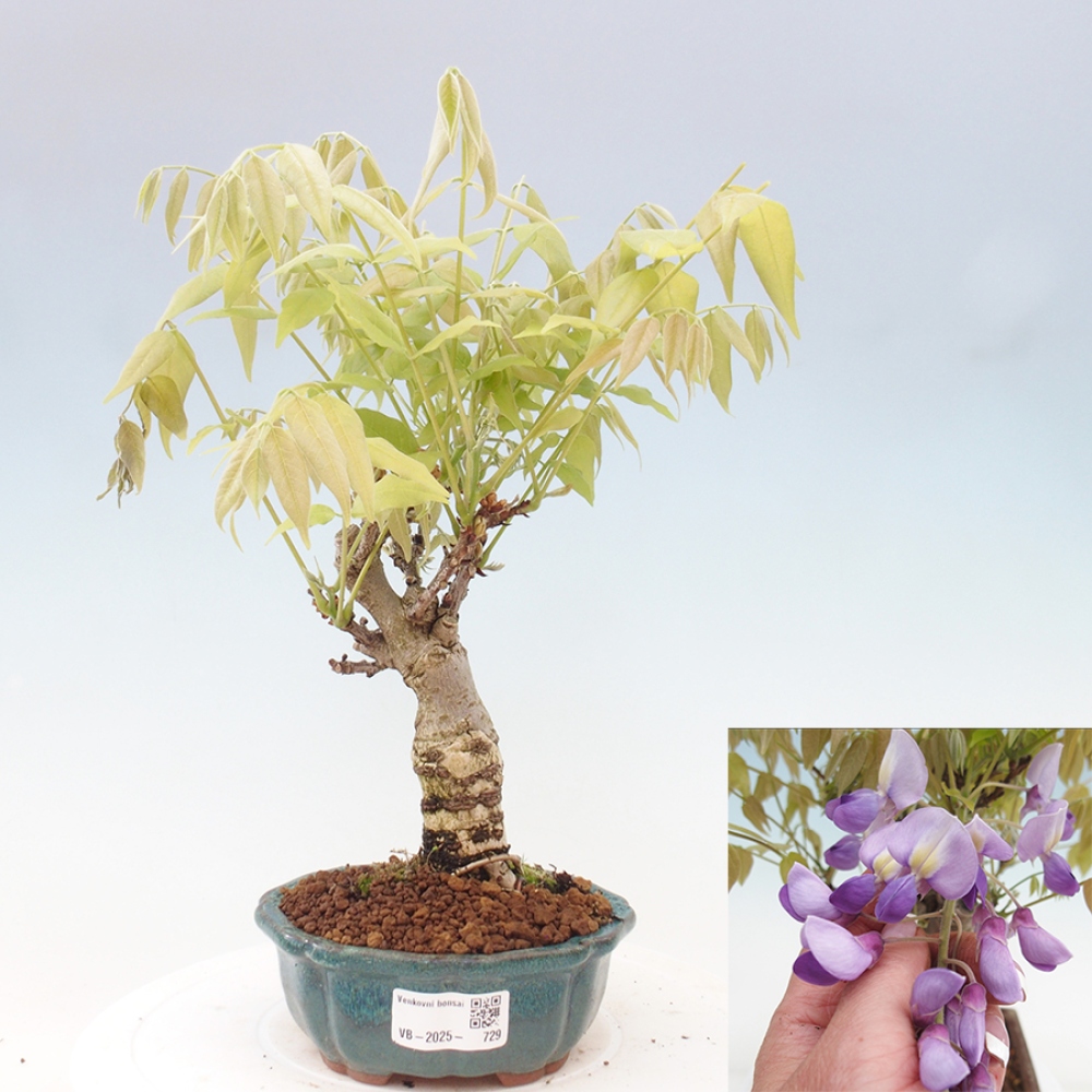 Bonsai für draußen - Wisteria floribunda