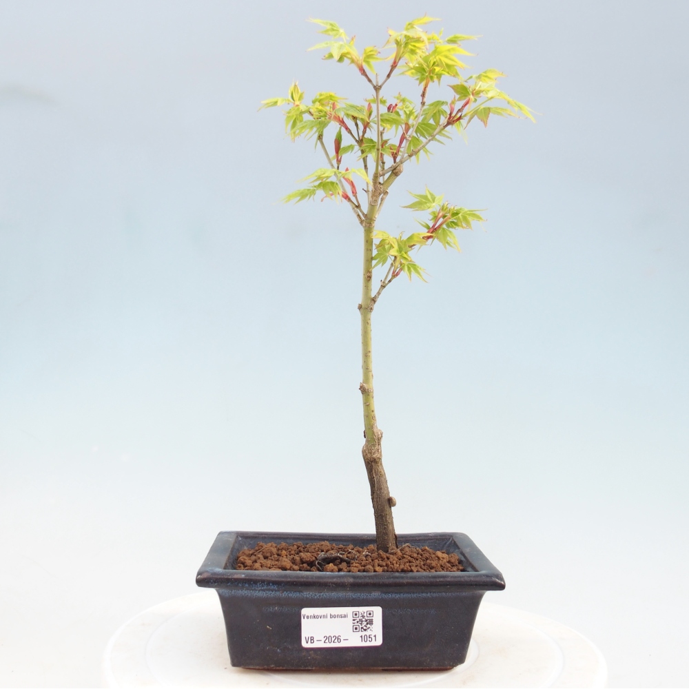 Acer palmatum Aureum - Goldahorn