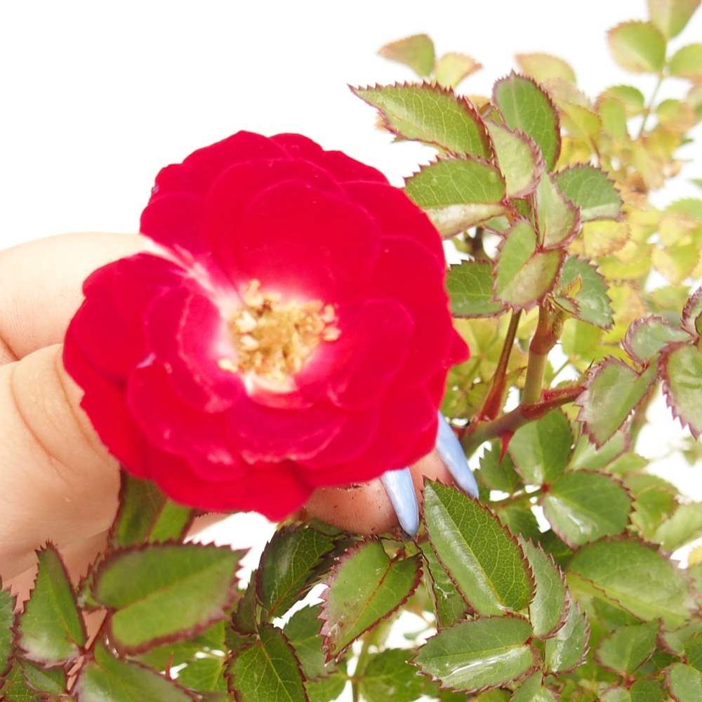 Bonsai für draußen - Rosa Kordes - Rose