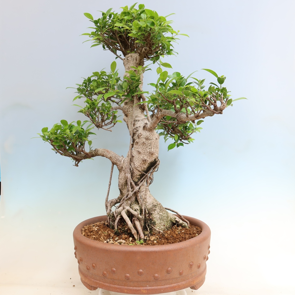 Zimmerbonsai - Ficus kimmen - Kleinblättriger Ficus