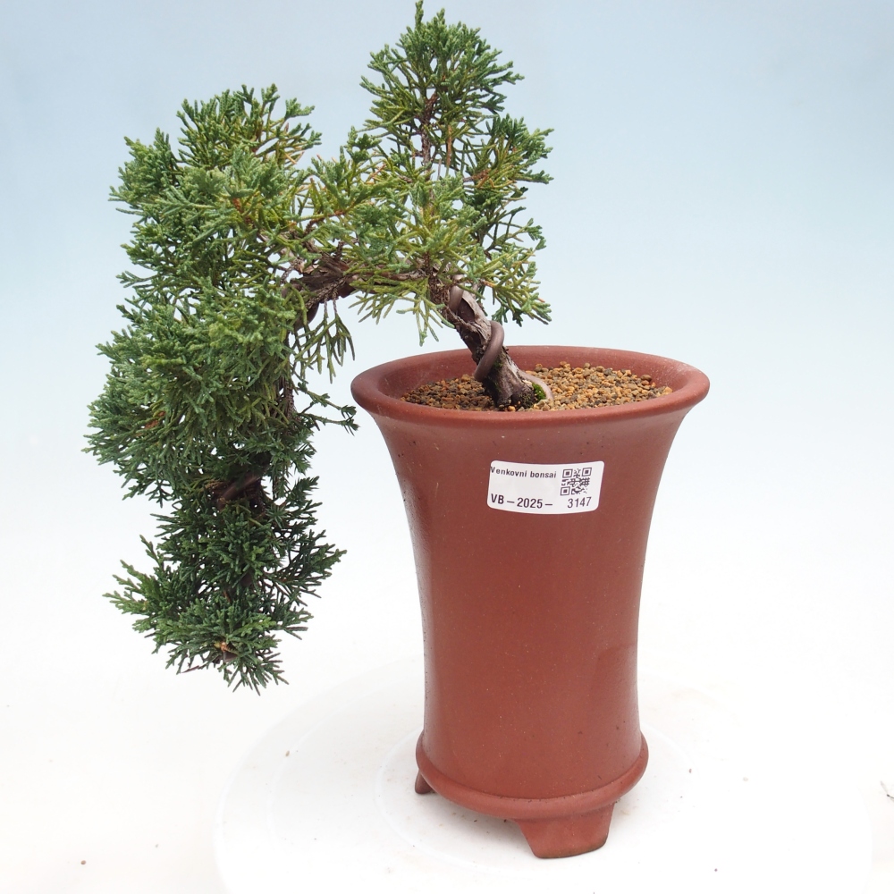 Bonsai für draußen - Juniperus chinensis Kishu