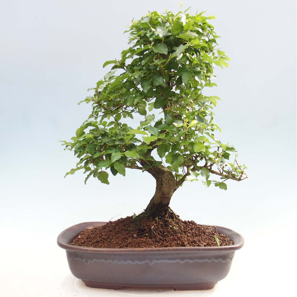 Zimmer Bonsai -Ligustrum chinensis - Vogelschnabel