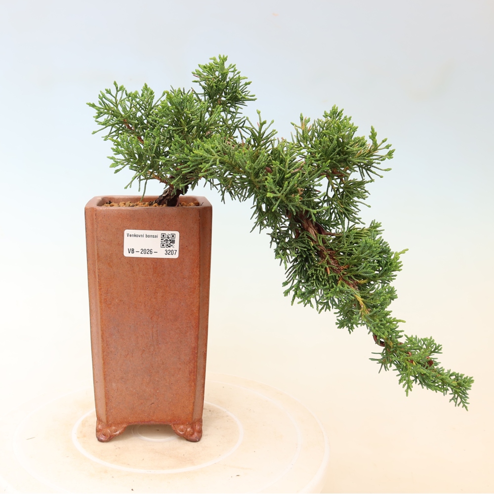 Bonsai für draußen - Juniperus chinensis Kishu